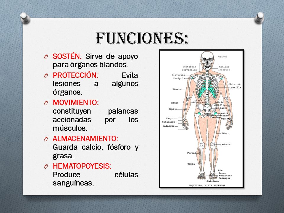 qué órganos blandos protegen las costillas